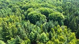 Drone view of a mixed forest with green trees in northern Germany.