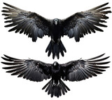 set of raven crow birds with spread wings