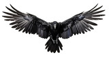 set of raven crow birds with spread wings