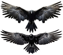 Set Of Raven Crow Birds With Spread Wings
