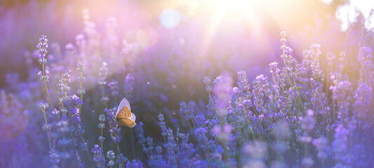 Wall Mural - blooming lavender summer flower and a flying butterfly against the backdrop of a summer sunset lands