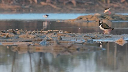 Wall Mural - The lapwing at sunrise (Vanellus vanellus)