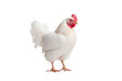 A solitary young white chicken stands alone against a transparent background.
