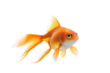 A single goldfish alone on a transparent background.