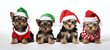 Photographed puppies in a row with superhero costume isolated on pastel background	

