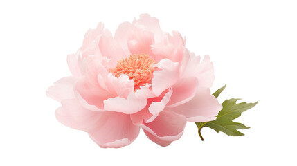 Wall Mural - a soft pink peony blossom separated from any surrounding objects on a transparent background.