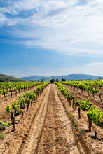 Vineyard In The Wine Region Of The Penedes Designation Of Origin In The Province Of Barcelona In Catalonia Spain