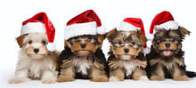 Cute Dogs In A Christmas Costume