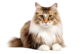 Fototapeta  - A Norwegian Forest cat is seen sitting, facing the camera, alone on a transparent background.