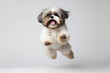 Happy Shih Tzu dog jumping on a white background. Banner concept for pet shop, e commerce pet, veterinary clinics. Generative AI. 