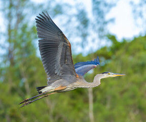 great blue heron, ardea herodias