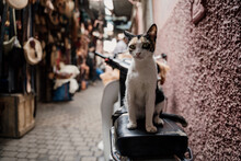 Cat On Top Of Vintage Motorbike In Street Market