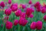 Fototapeta Tulipany - Field of Violet Tulips, blurred green garden background.