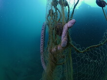Freshwater Snake Stucked To A Fish Net And Died Underwater 