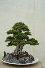 Ficus Bonsai On A Light Background