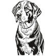 Greater Swiss Mountain dog realistic pencil drawing in vector, line art illustration of dog face black and white