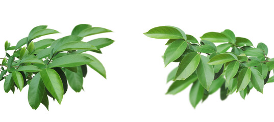 Green tree branch isolated on transparent background.