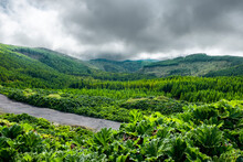 Lush Green Vegetation On The Mountain Of Sao Miguel Island On A Cloudy Day, Azores, Portugal, Atlantic