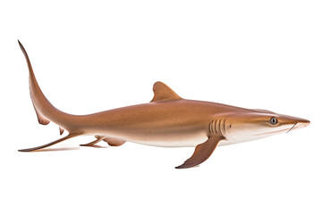 Wall Mural -  Slender smoothhound shark, Transparent background. generative AI