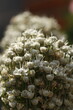 close up de racimo de botones y flores blancas de cebolla