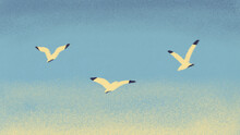 Flying Seagull Birds Illustration