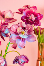 Arrangement Of Pink Tulips