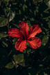 © Marta Mauri/Stocksy - Red Hibiscus Flower