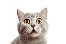 Close-up Funny Portrait Of Surprised British Cat With Huge Eyes. Isolated On White And PNG Transparent Background.