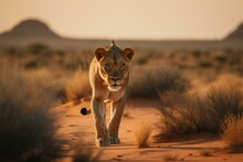 A Lion On Sand Dune At Dawn In Kgalagadi Transfrontier Park, South Africa. Species Is Panthera Leo Of The Felidae Family. Generative AI