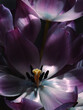 © Iryna Shepetko/Stocksy - purple tulip petals on dark background