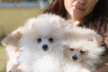 Portrait Of Adorable Pomeranian Spitz Puppies