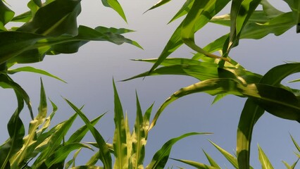 Canvas Print - Looking up at Tall Corn Plants Set Against a Pale Blue Sky. Low angle view of several corn crop plants blowing in the breeze. Located within an agricultural field of corn crops.