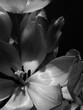 © Iryna Shepetko/Stocksy - Close-up tulip, black and white photo