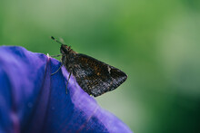 A Moth Standing In The Petal Of A Purple Flower. 