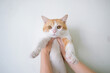 © Jeremiah Le/Stocksy - Hand holding cute kitten cat