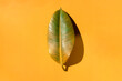 © Colour Laboratory/Stocksy - Multicolored leaf an a colored background