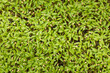 © Shava Cueva/Stocksy - Top view of an abundance tray of cilantro microgreens