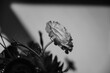 © Eunice Kim/Stocksy - Black and white image of a ranunculi