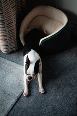 Canvas Print - Boston Terrier half in and half out of a pet bed. The dog is lying near window light by a curtain and on a carpet. Her tongue is out.