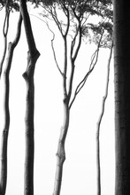 Group Of Beech Trees In Black And White