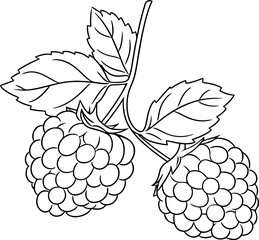 Wall Mural - Raspberries vector illustration. Black and white outline Raspberries coloring book or page for children