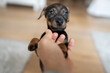 © Alvaro Lavin/Stocksy - puppy dog playing at home