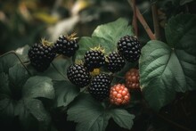 Illustration Of Blackberries In Garden. Ripe And Unripe Fruit On Bush. Food. Generative AI