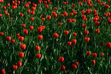 A Meadow Of Tulips
