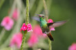 © Esteban Berrío/Stocksy - Rufous-tailed Hummingbird suspended in the air