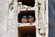 Pair Of Blue And White Swallow In The Nest