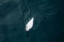 White Duck Swimming In A Dark Lake