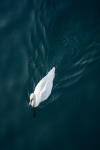 White Duck Swimming In A Dark Lake