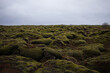 © Violetta Valiukevich/Stocksy - Moss on volcanic rocks