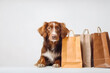 Dog holding shopping bags on white background. Cute dog with shopping bags isolated on white background. Generative AI